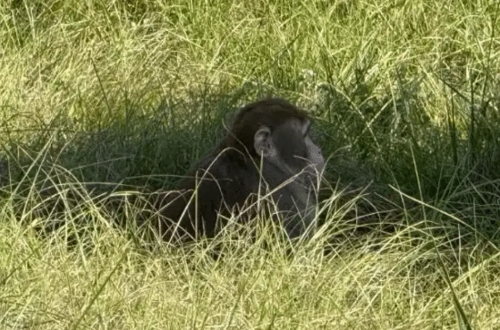 美国实验猴再次出逃，一名女子为保护孩子开枪打死了其中一只