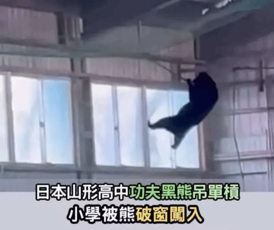 日本熊患问题频发：“功夫黑熊”破窗闯入室内，还在体育馆内玩起单杠