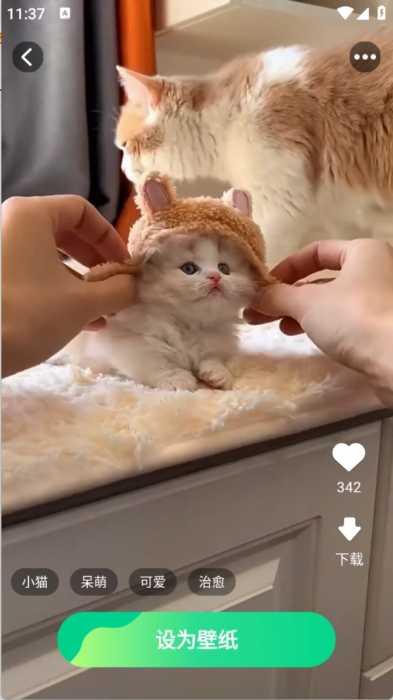 元气多多壁纸图3