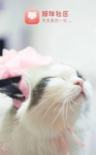 猫咪社区截图2