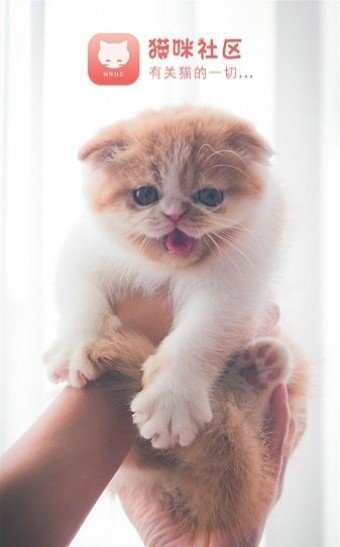 猫咪社区截图0