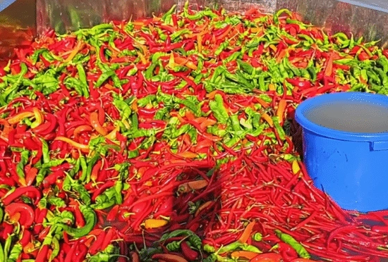 一鱼塘采用辣椒投喂鱼类塘主称：鱼的外观会更靓丽且肉质口感更佳