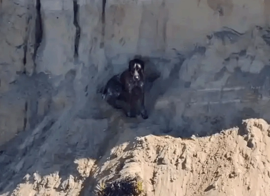 金山有只小狗失足坠崖，获救后挨个亲吻了每一位消防员