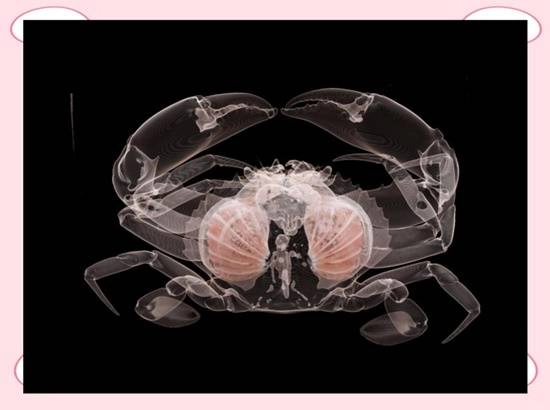 就连蟹黄的多少都用上CT检查了宠物医院用CT设备扫描大闸蟹