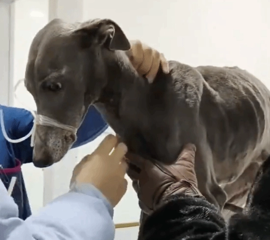 宠物医院单次输血费用达4000元，一名男子养的6只万能血犬，每毫升血液售价15元