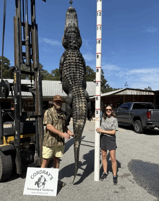 美国一女子产后五个月成功捕获一条3.6米长的巨鳄，打算把它做成地毯和香肠