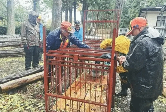 日本秋田县人熊冲突事件已达50起，当地猎人推测今年熊或许不会进入冬眠状态