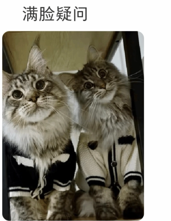 《疯狂动物城2》热映期间：一夜之间，所有缅因猫都成了被盘问的对象