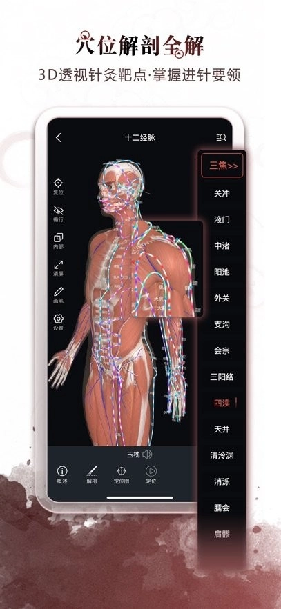 中医经络穴位图2