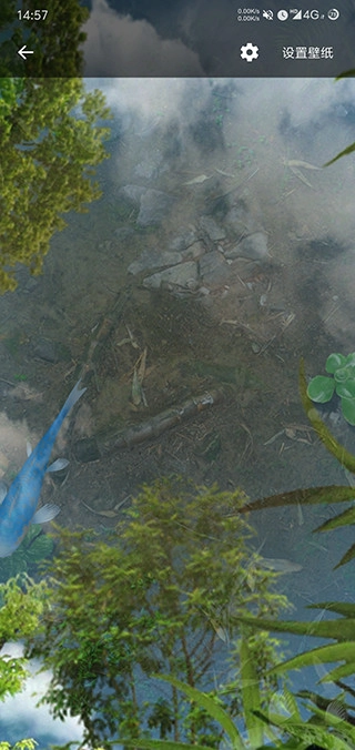 鱼池动态壁纸图3