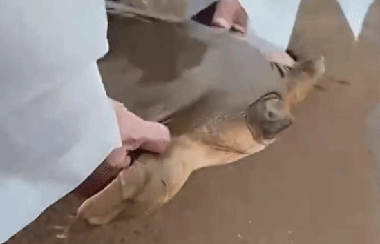 潮州现《西游记》通天河神兽踪迹此物种已存活1.75亿年