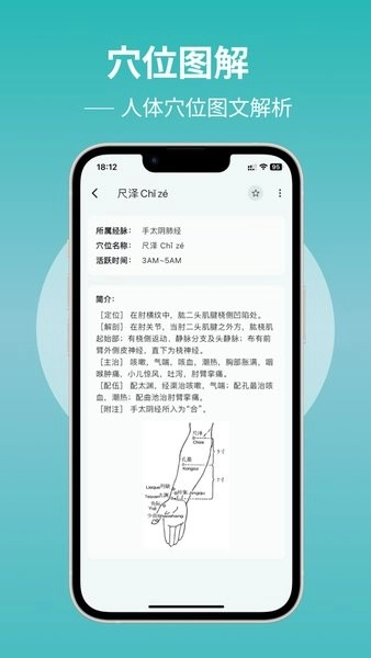 人体穴位图解图2