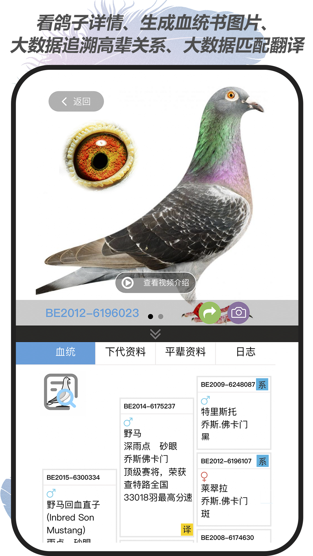 赛鸽云截图4