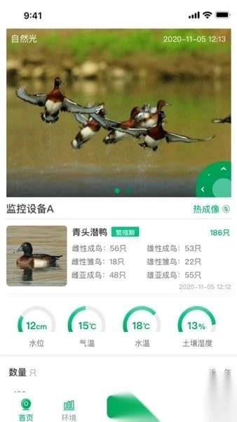 青头潜鸭手机版