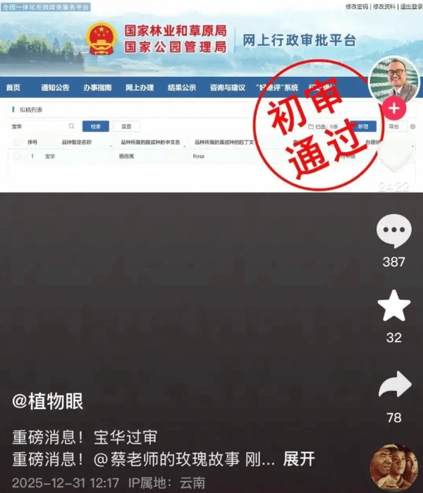 以二舅“宝华”之名命名的月季品种，初审环节已顺利通过！当事人透露：打算在过年时把这个好消息告诉二舅