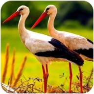 终极仙鹤模拟器(The White Stork)
