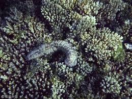 海茄子这一俗称对应的是哪类生物