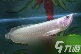 银龙鱼是怎样守护自己的鱼卵的