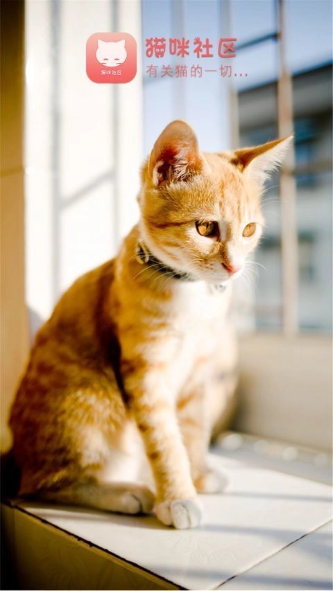 猫咪社区(2)