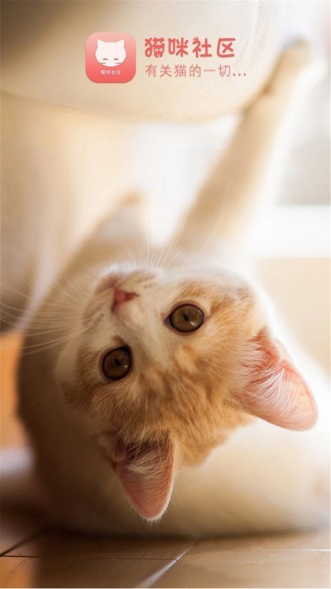 猫咪社区(1)