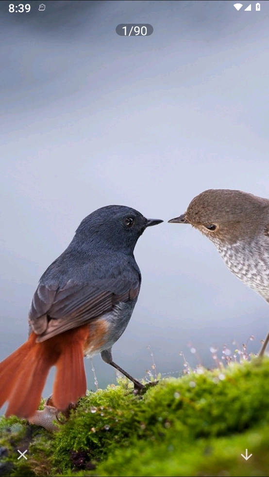 照片拼图呀Pro-图3