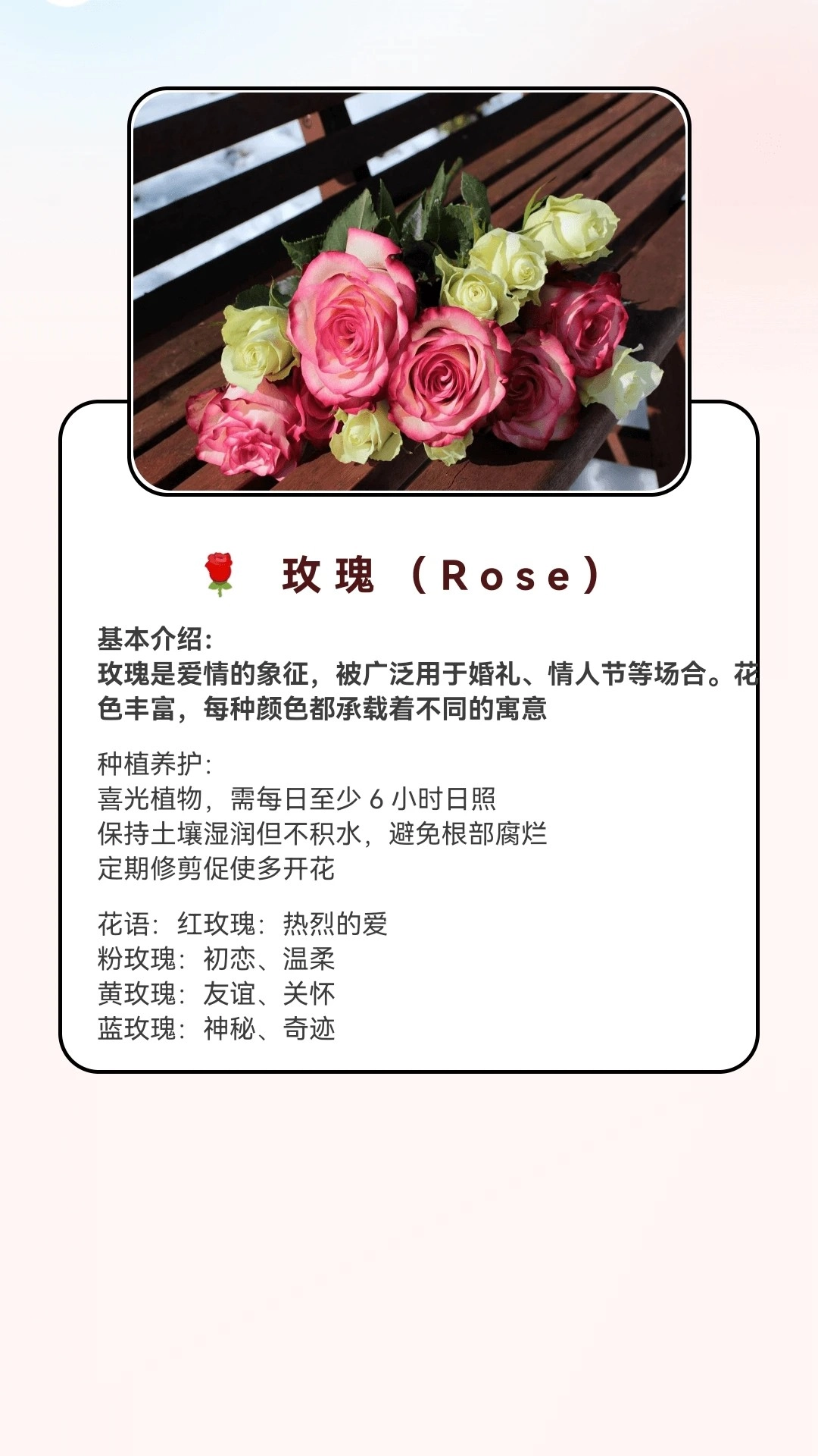 月光短剧免费原版图3