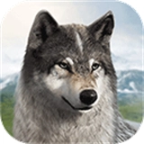 狼族崛起中文版