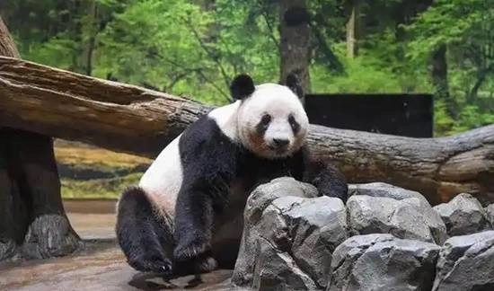 日本迎来半世纪以来首次无熊猫的局面，民众为送别大熊猫争得不可开交