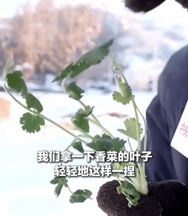 零下34℃究竟有多冷？毛巾能直立，香菜稍一捏就碎