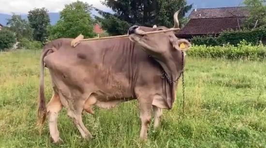 奥地利一头牛用扫帚挠痒痒意外走红，科学家表示这种行为十分罕见