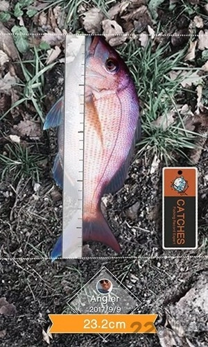 钓鱼人潮汐手机免费版图1