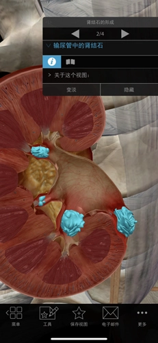 生理和病理学图6