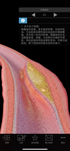 生理和病理学图2