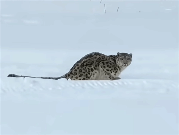 咬伤女游客的肇事雪豹，后续又咬死35只羊，最终被捕获