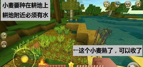 开垦耕地种植小麦作物