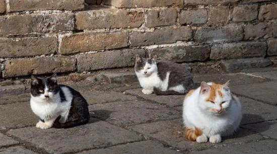 长城猫走红全网，外国游客为之倾倒：专程来长城只为撸猫