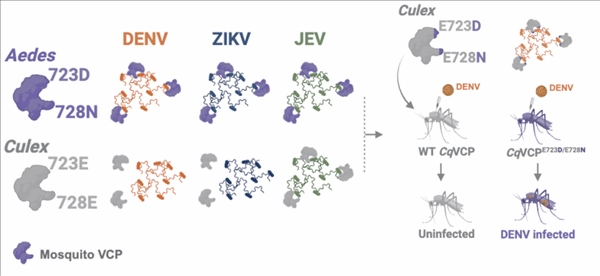 清华大学解开百年难题：为何蚊子携带病毒却不会患病？