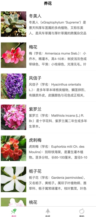 土豆植物3