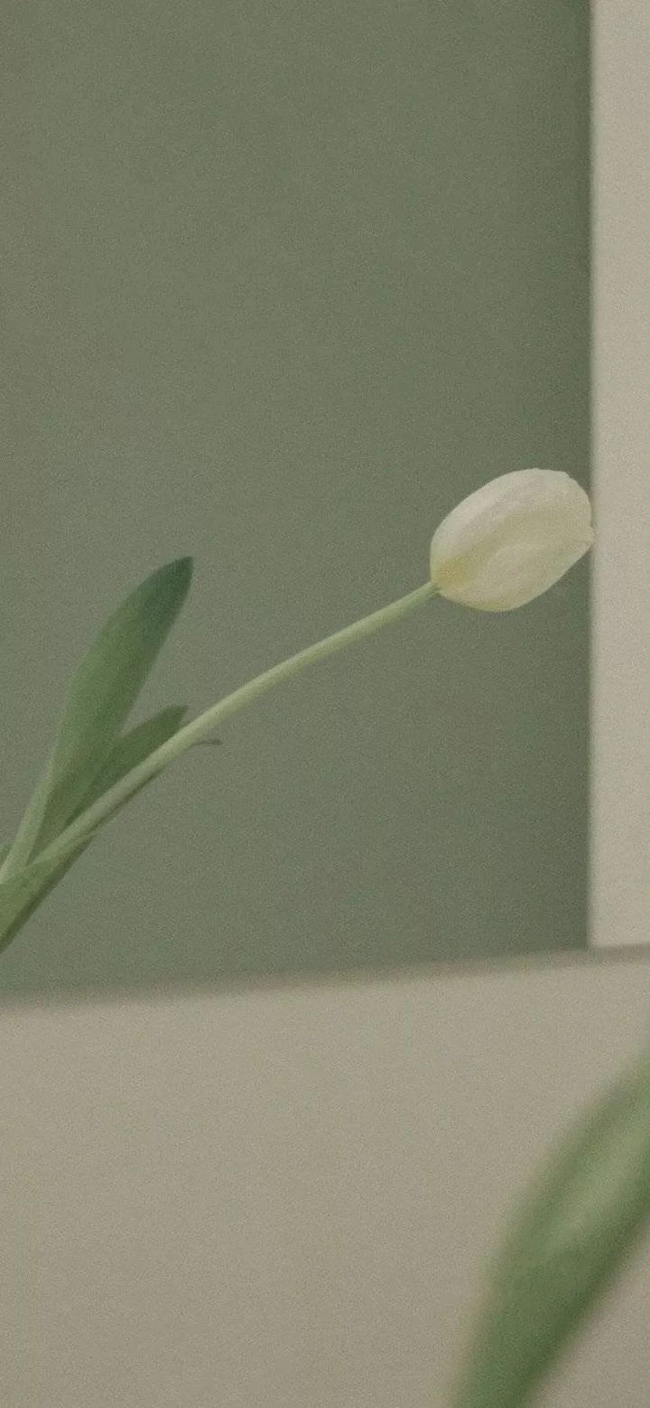 cuto壁纸正式手机正版图2