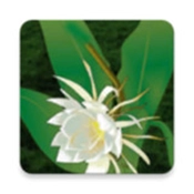 逃脱游戏月下美人(QueenOfTheNight)