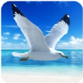 海鸥模拟器