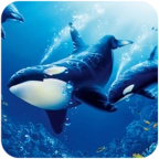 虎鲸模拟器(The Killer Whale)