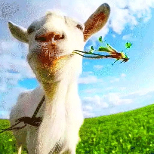 野生动物大作战通用版