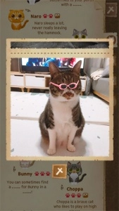 猫咪的秘密森林最新版(3)