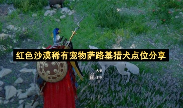 红色沙漠萨路基猎犬稀有宠物的点位分享