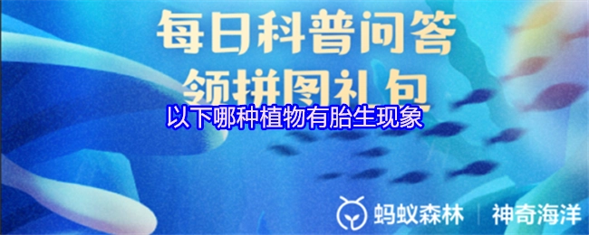 以下哪种植物存在胎生现象？