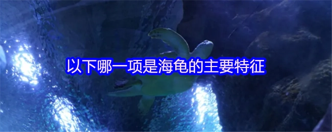 下面哪一项属于海龟的主要特征？