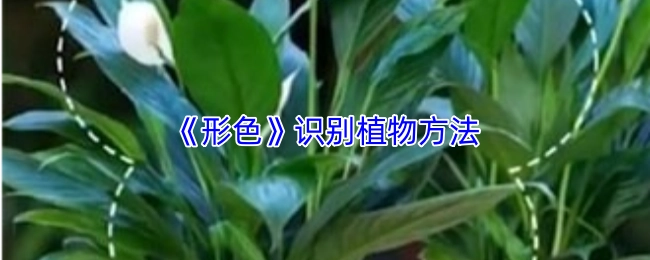 《形色》識別植物方法