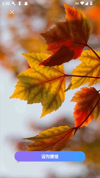 口袋免费壁纸图2