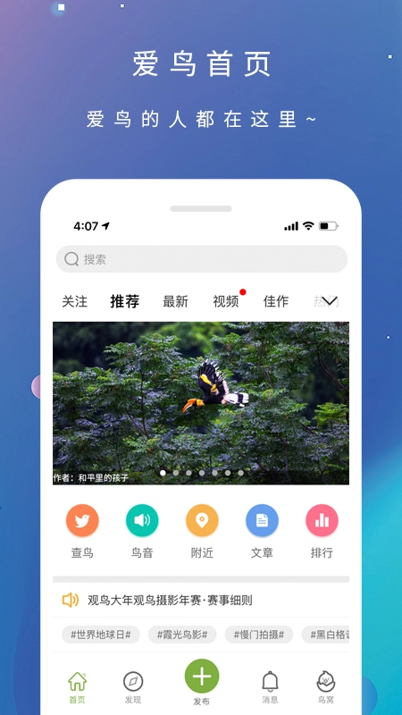 爱鸟图3